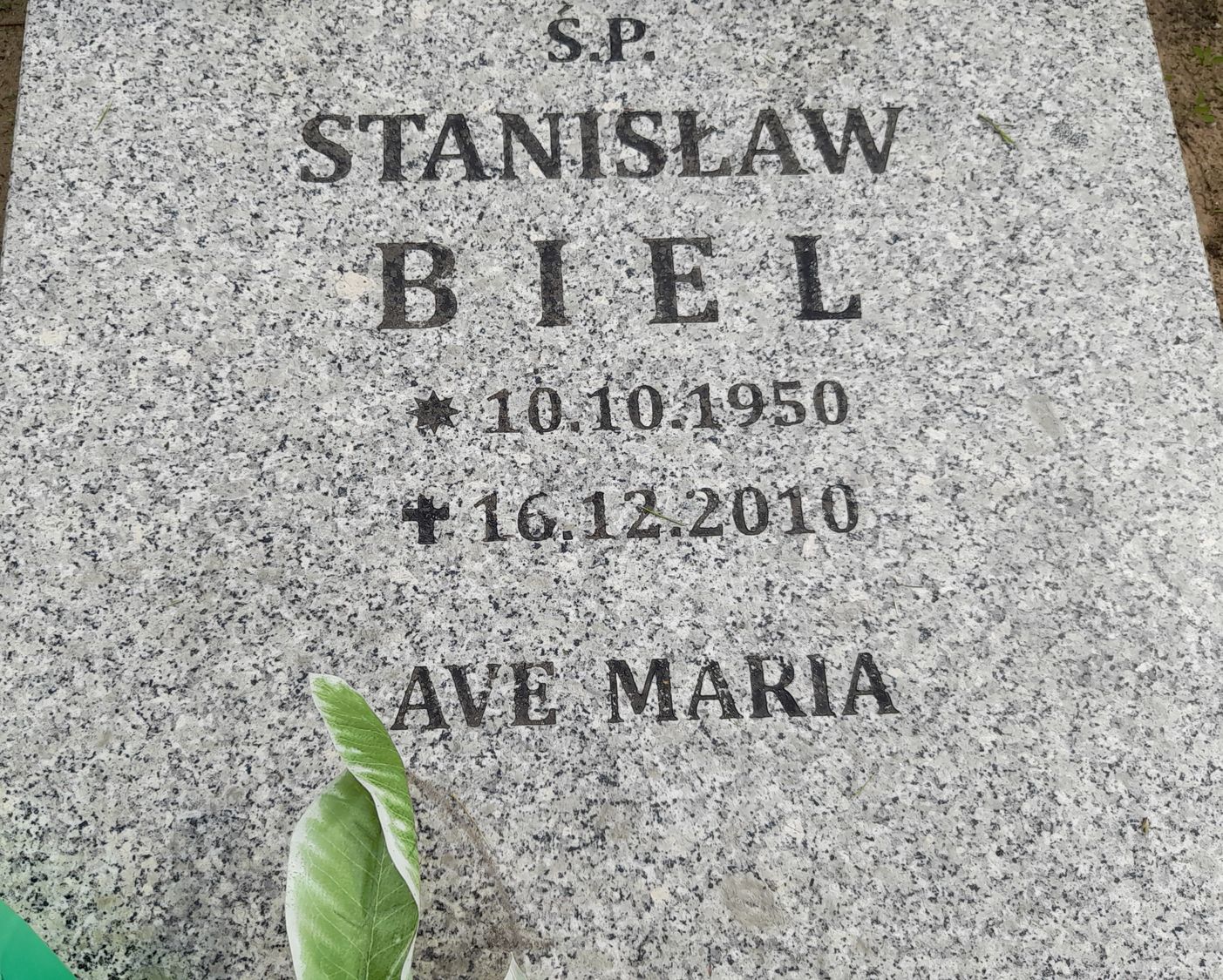 Stanisław Biel 1950 Bydgoszcz - Grobonet - Wyszukiwarka osób pochowanych