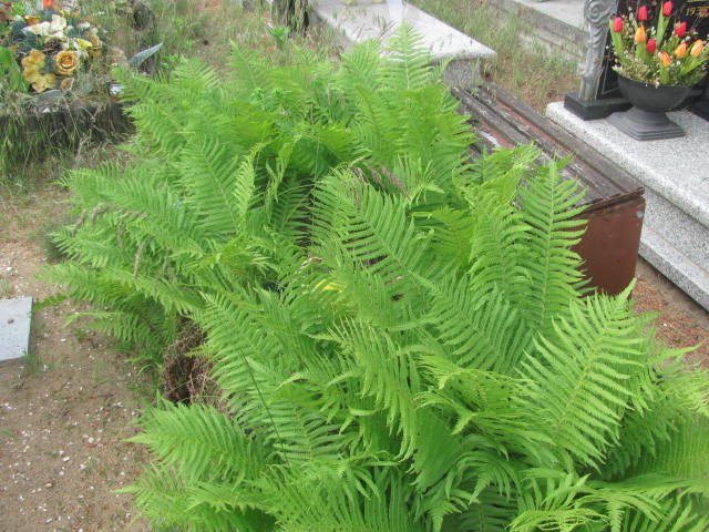 Ryszard Rommel 1944 Bydgoszcz - Grobonet - Wyszukiwarka osób pochowanych